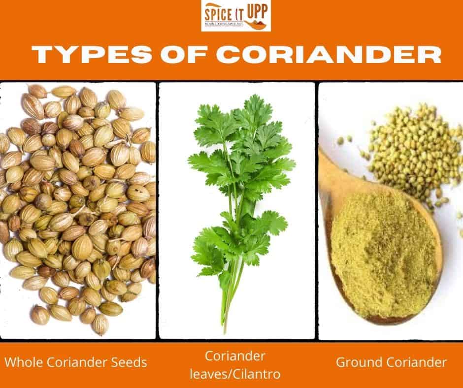 What are coriander seeds, types of coriander