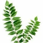 Indian- fresh-curry -leaves-image buy indian spice online spiceitupp