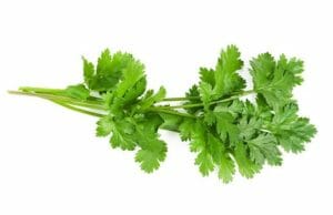 fresh -coriander leaves-image buy indian spice online spiceitupp