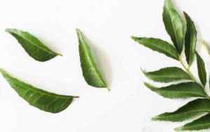 what are curry leaves 