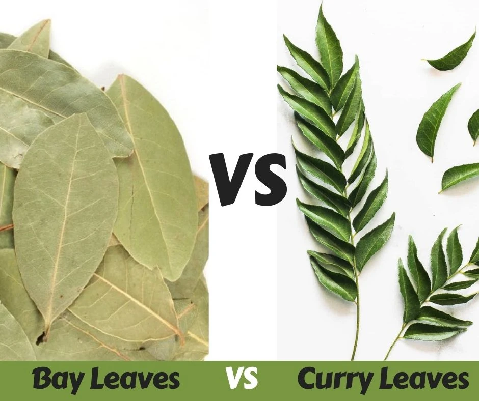 Bay leaves Vs Curry leaves