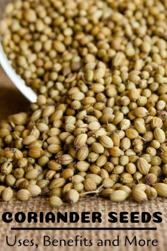 What is Coriander Seed used for in cooking? - Spiceitupp