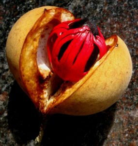 Nutmeg fruit with mace