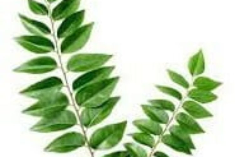 Indian- fresh-curry -leaves-image buy indian spice online spiceitupp
