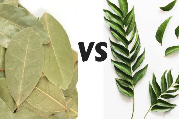 Bay leaves Vs Curry leaves