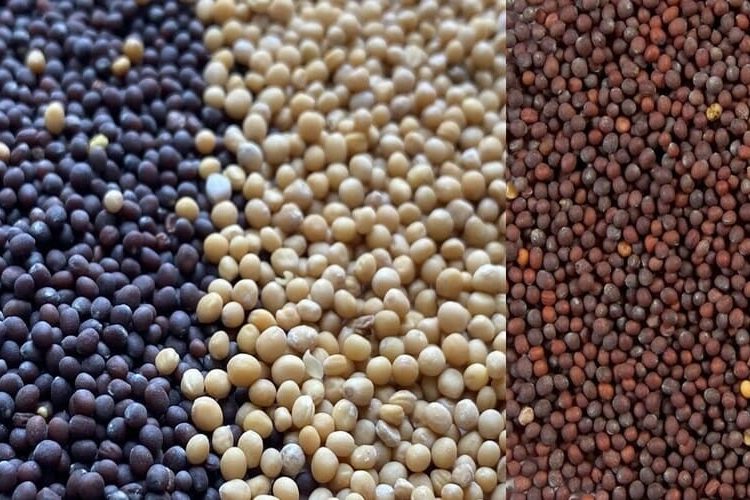 yellow, black and brown mustard seeds